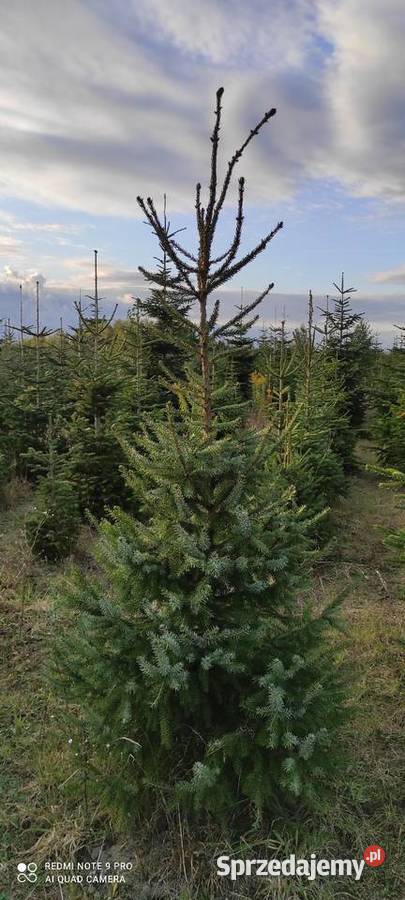 Świerk Serbski Picea Omorika Białobrzegi sprzedam