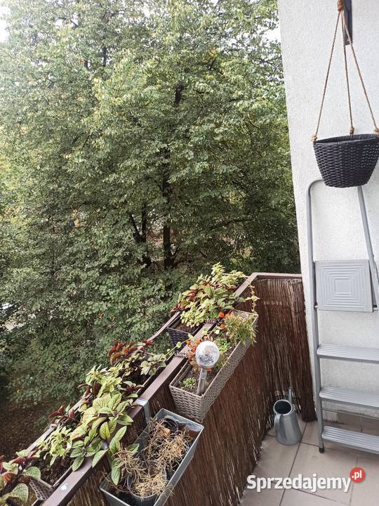 Mieszkanie 3875m drugie piętro świetna Łódź sprzedam