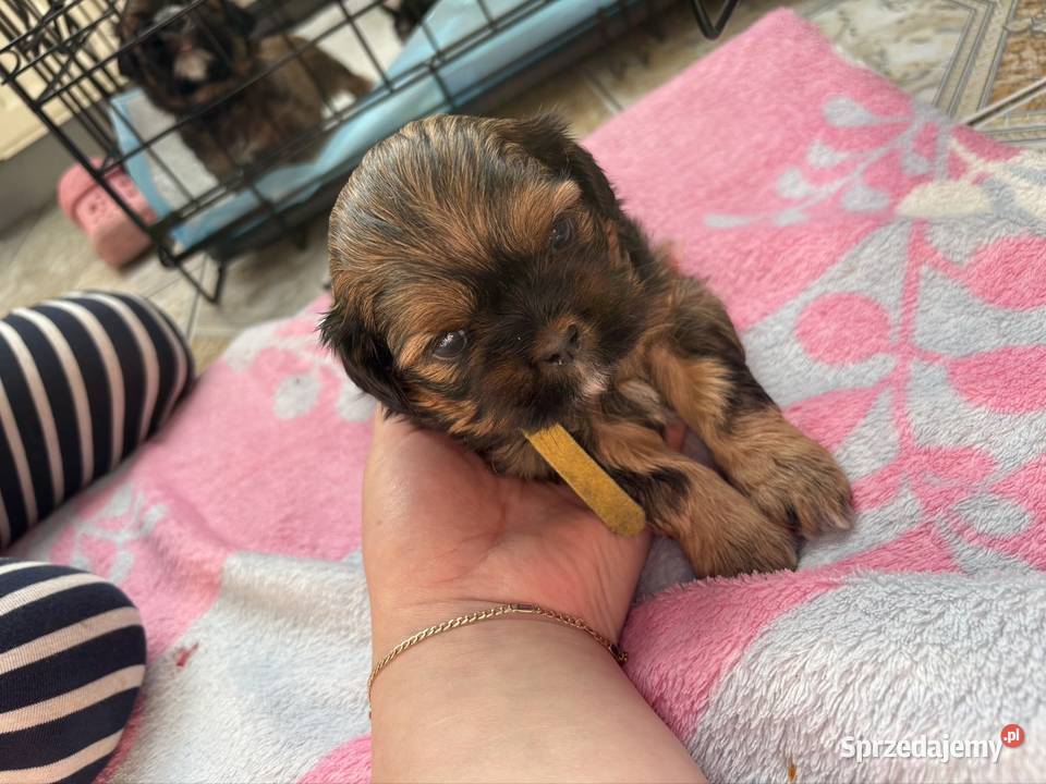 Suczka shih tzu Lekowo