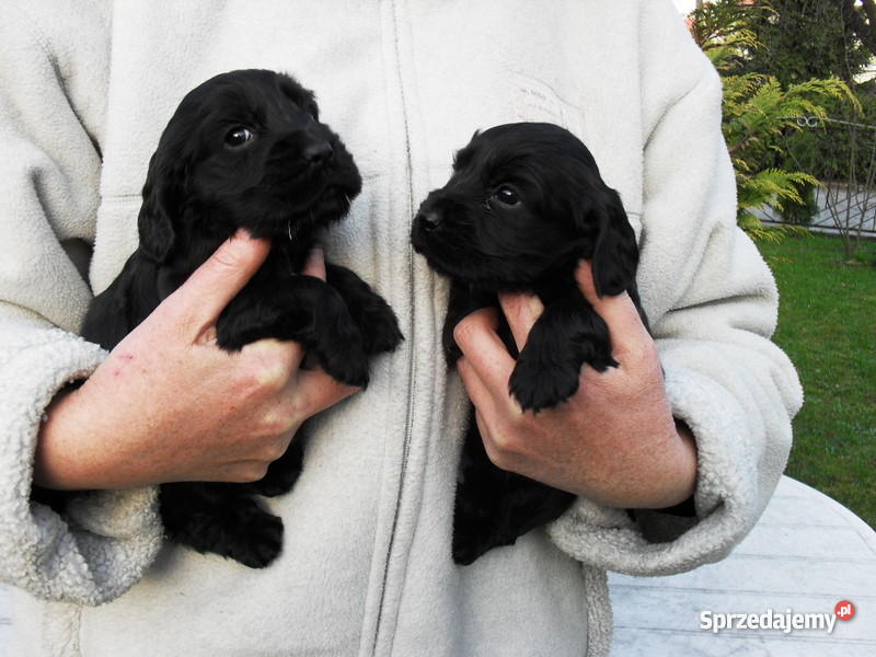 COCKER SPANIEL ANGIELSKI SZCZENIACZKI Trzcianka