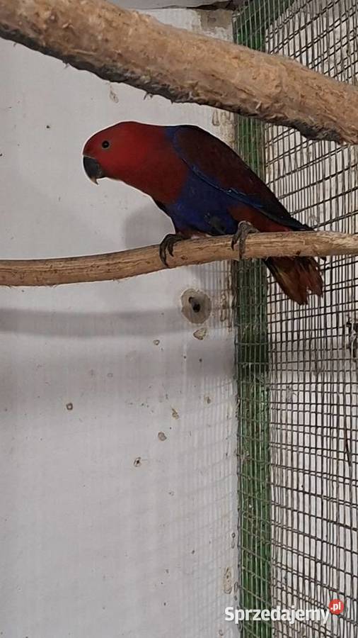 Lora barwnica 25 r Chrzypsko Małe