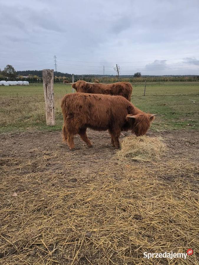 Bydło highland cattle