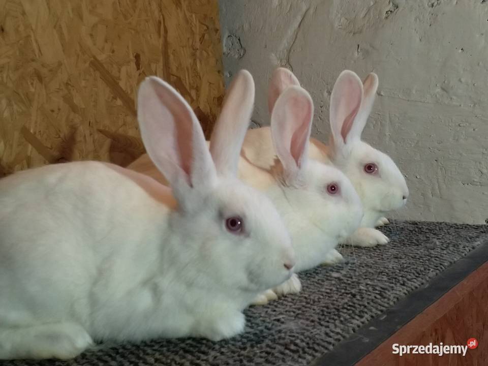 Króliki Termondzkie TB mięsne rodowód Wołomin