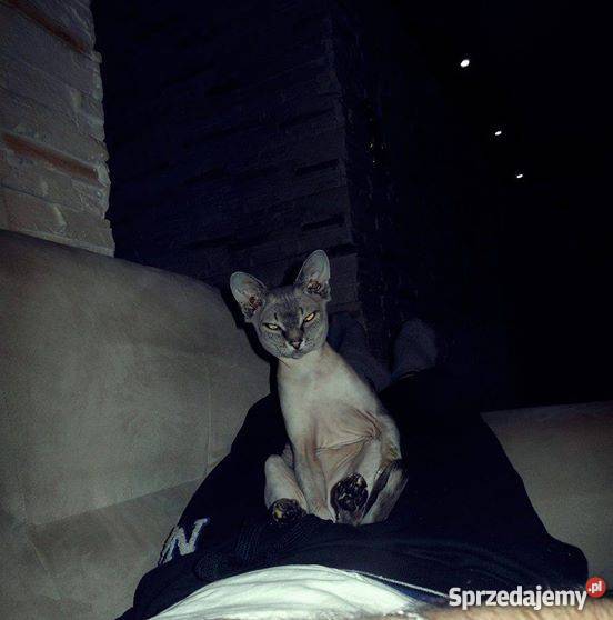 rasowy kot kocur Devon rex lubelskie Świdnik sprzedam