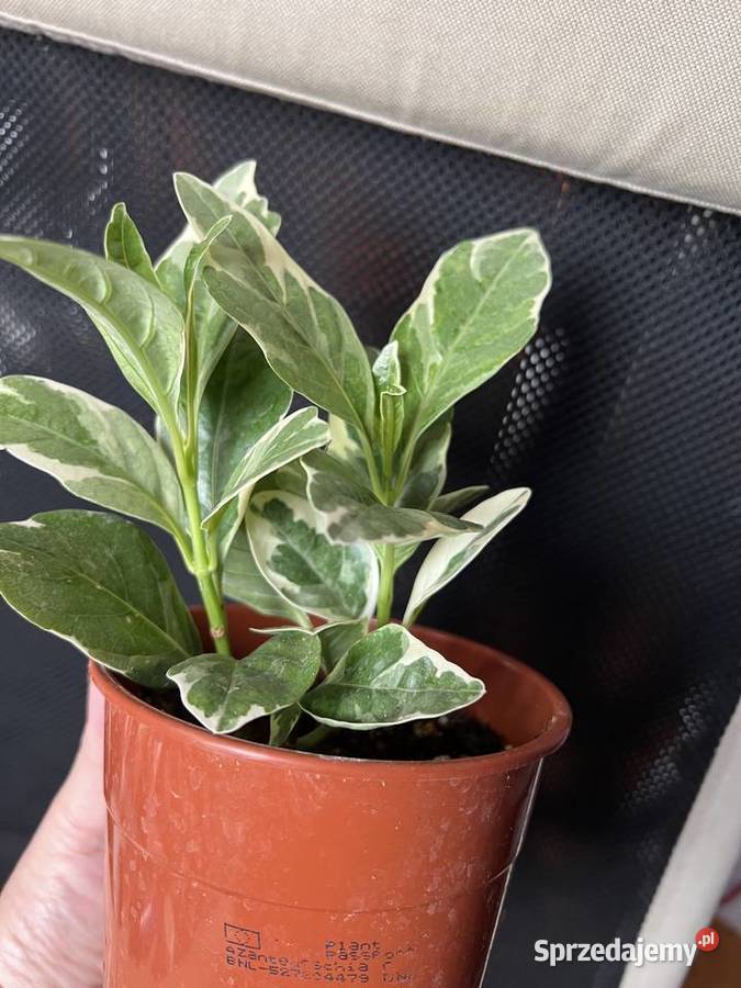 Pseuderanthemum roślina doniczkowa Warszawa