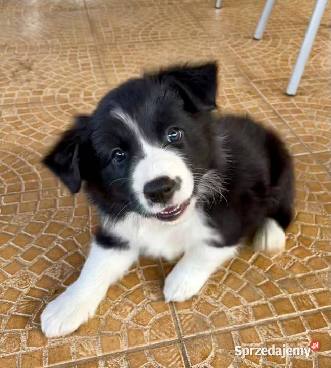 ładne szczeniaki Border Collie mazowieckie