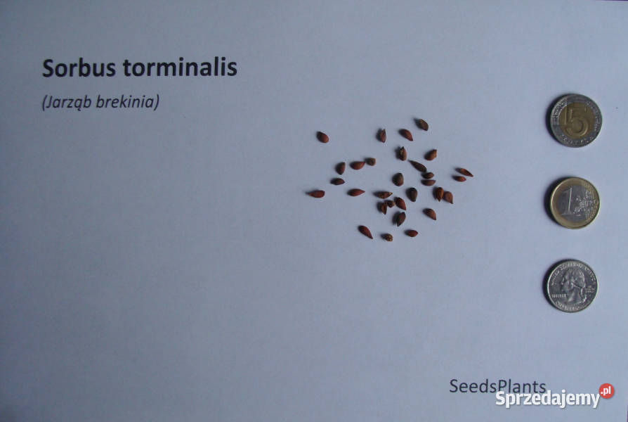 JARZĄB BREKINIA Sorbus torminalis NASIONA 400 Lubanie