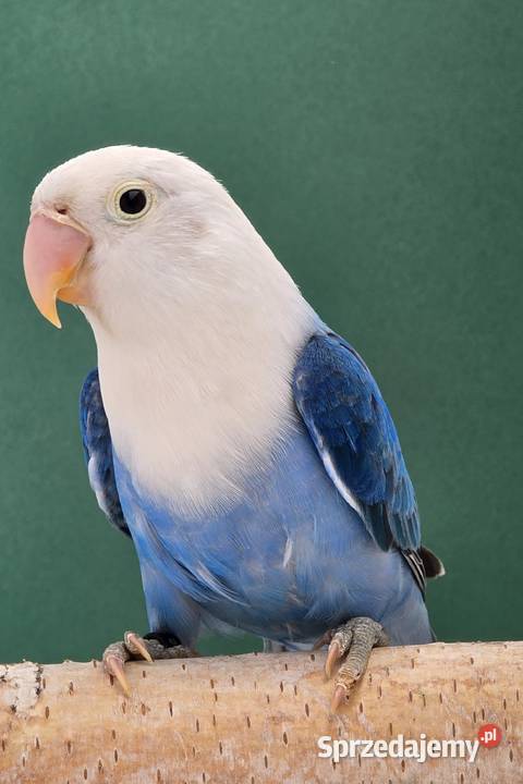 Nierozłączka fischer młoda do oswojenia I Opole