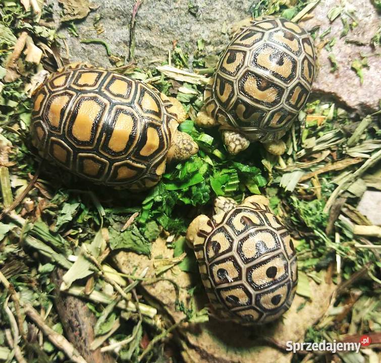 Żółw lamparci żółwie lamparcie młode Gady i płazy Wilkasy