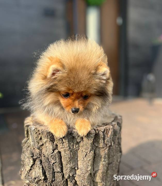 Pomeranian Bełchatów