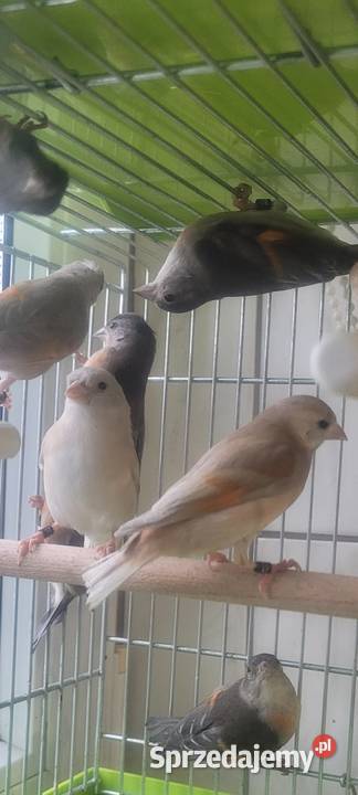 Czyżyki Czerwone Wieliczka