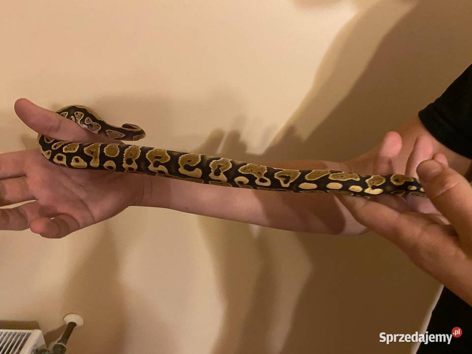 Pyton królewski samica Gorzów Wielkopolski