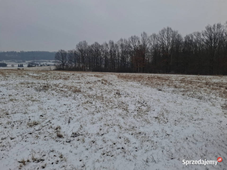 16 ha ziemi Gorzanów dolnośląskie