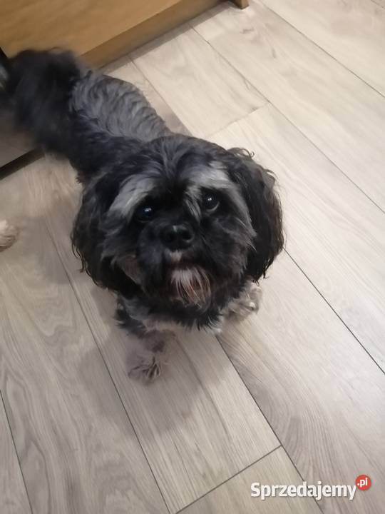 Szczeniaki shihtzu gotowe do odbioru małopolskie