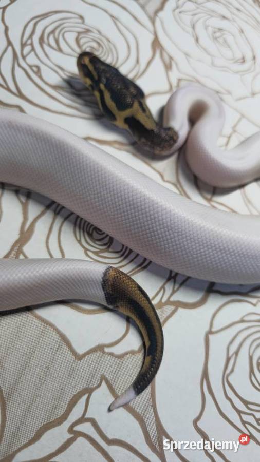 Wąż pyton królewski python regius samiec Wrocław