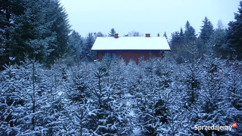 Choinki świerk jodłaGłębocko 20 gm Murowana