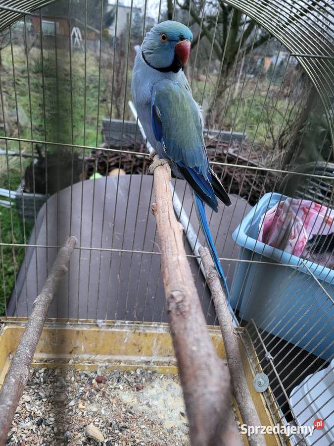 Aleksandretta obrożna samczyk dolnośląskie