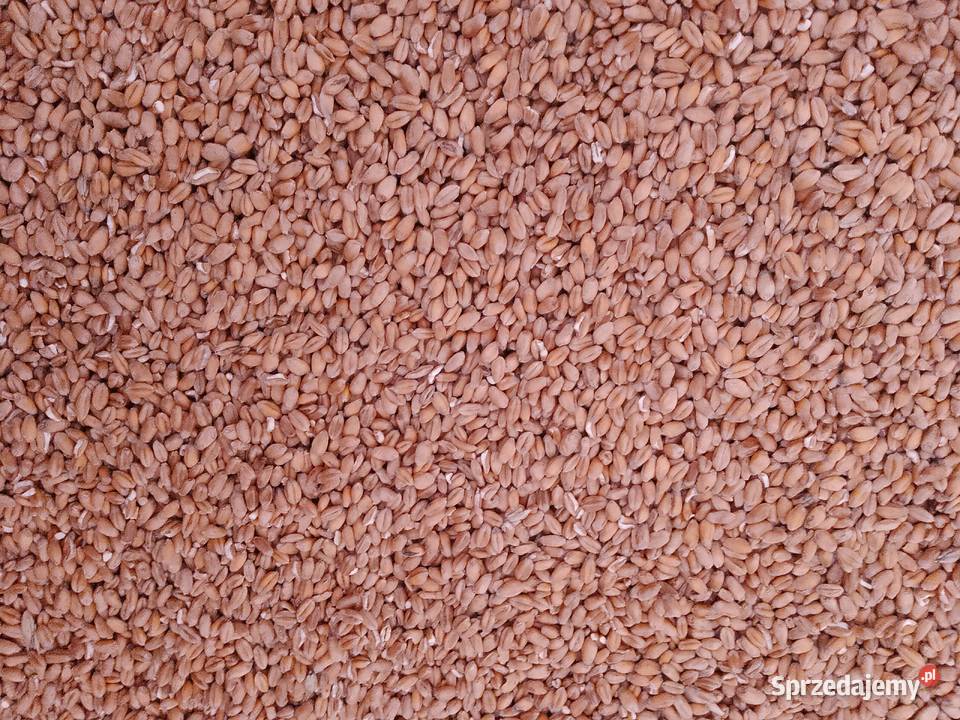 Eko pszenica kur pszenżyto jęczmień sprzedam