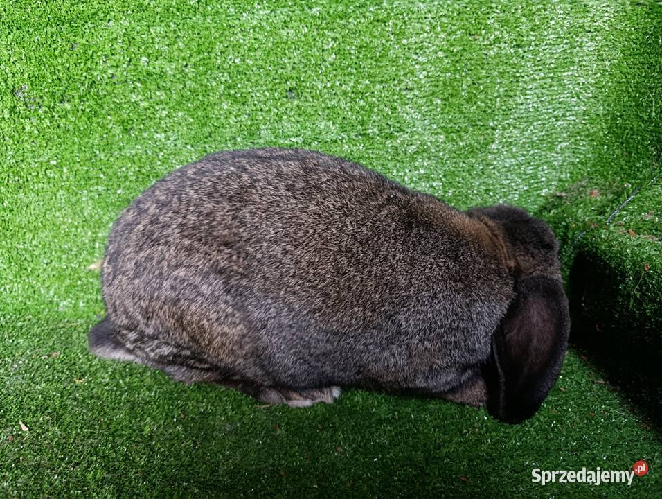 Samiec baran francuski