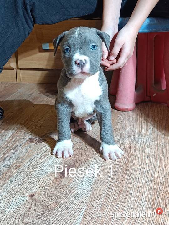 Szczeniaki american Bully xl błękitne Pasłęk