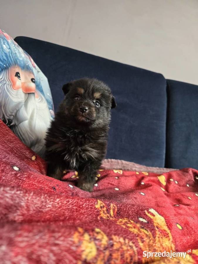 Szpic pomeranian