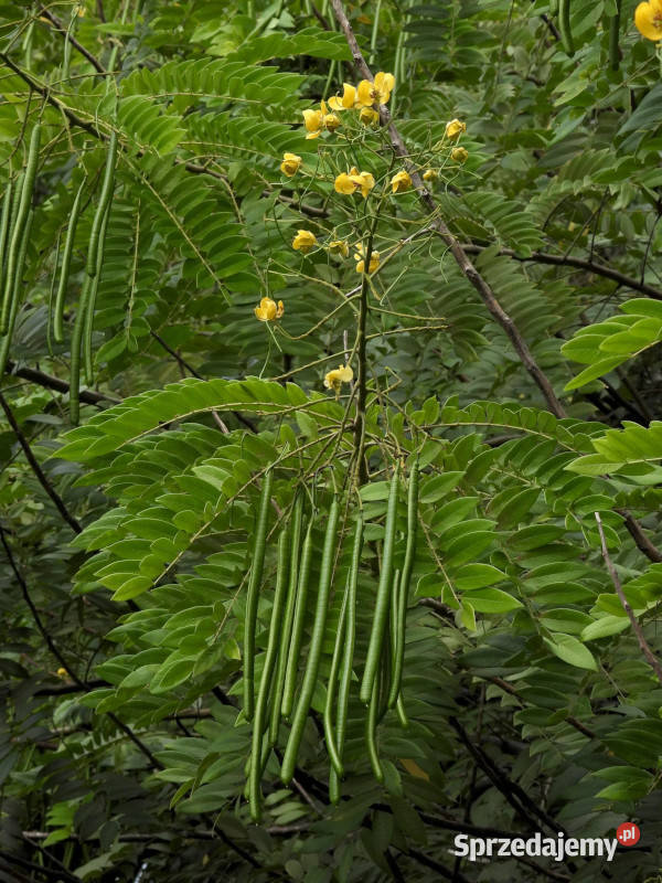 STRĄCZYNIEC CEWIASTY Cassia fistula NASIONA 60 sprzedam