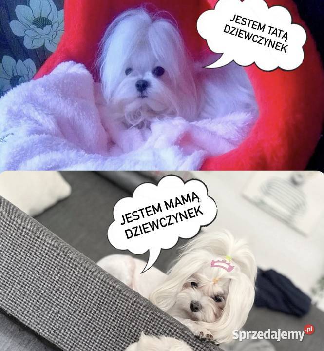 4 maltańczyki maltańczyk suczka z rodowodem Śrem