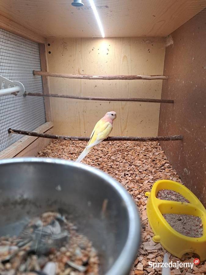 Lilianka samiec lutino Niedźwiada