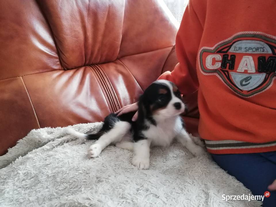 Cavalier King Charles spaniel Cavalier King Charles Spaniel Garwolin