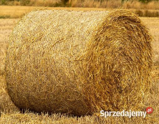 przedam bele słomy z pszenżyta podlaskie Kruszki sprzedam