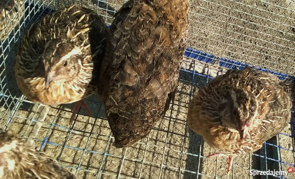 Przepiórka japońska przepiórki japońskie młode Pozostałe Wola Krzysztoporska