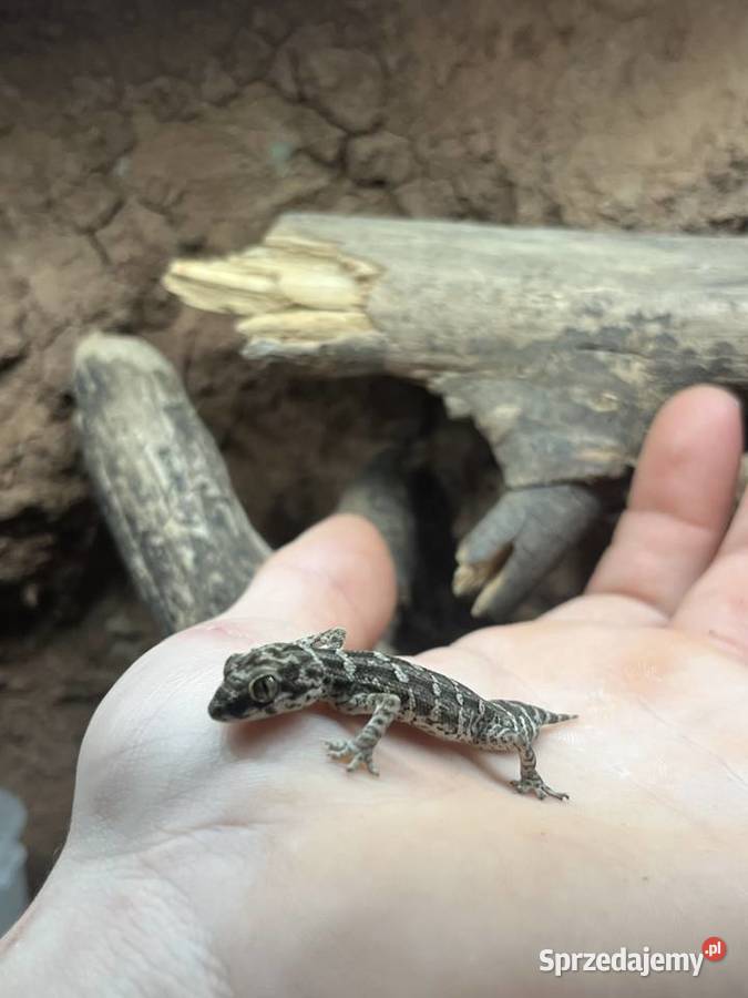 Gekon żmijowy viper gecko jaszczurkagad Zwierzęta Sosnowiec sprzedam
