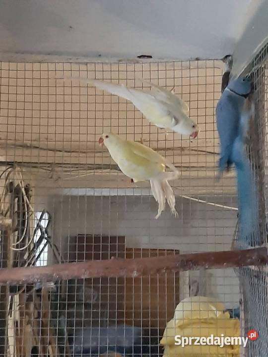 Aleksandretty obrożne różne mutacje Ptaki Zwierzęta Skała