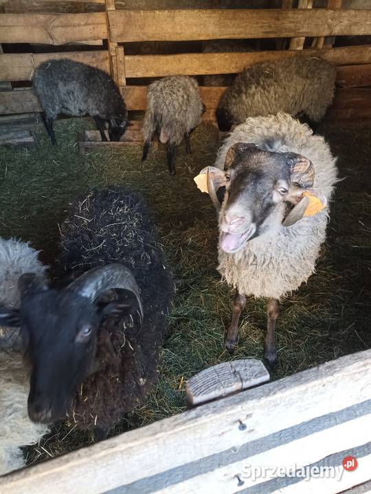 Sprzedam baranki Owce Sokółka