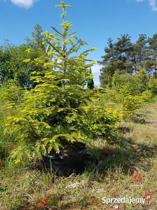 choinki świerki jodły kalifornijskie szlachetne