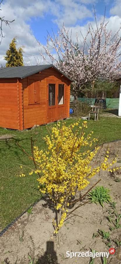 Piękna działka ROD kujawsko-pomorskie Janikowo sprzedam