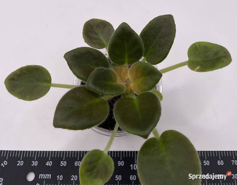 Fiołek afrykański sadzonka Jędrzejów