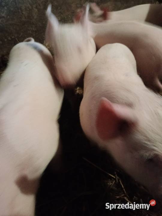 Sprzedam prosięta