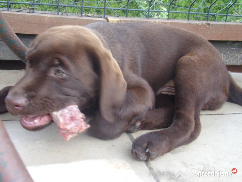 Szczeniak rodowodowy labarador retriever Oborniki Śląskie