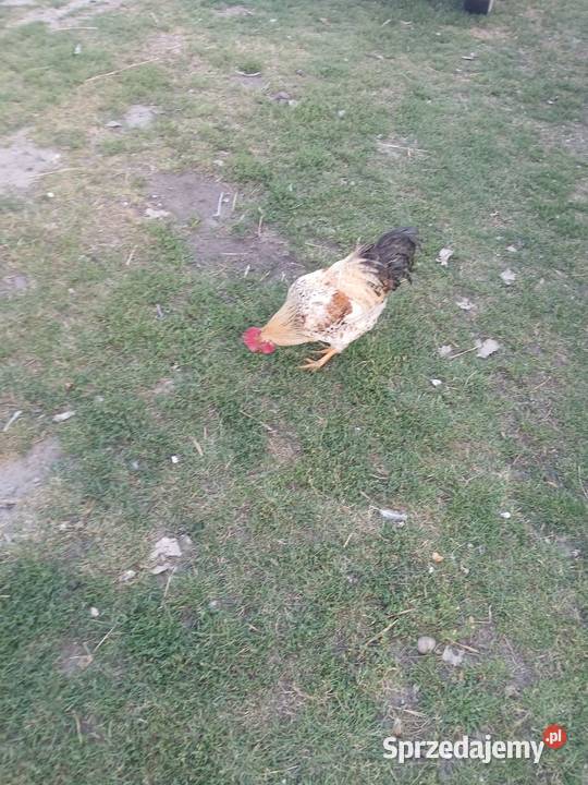Sprzedam koguta Sawin