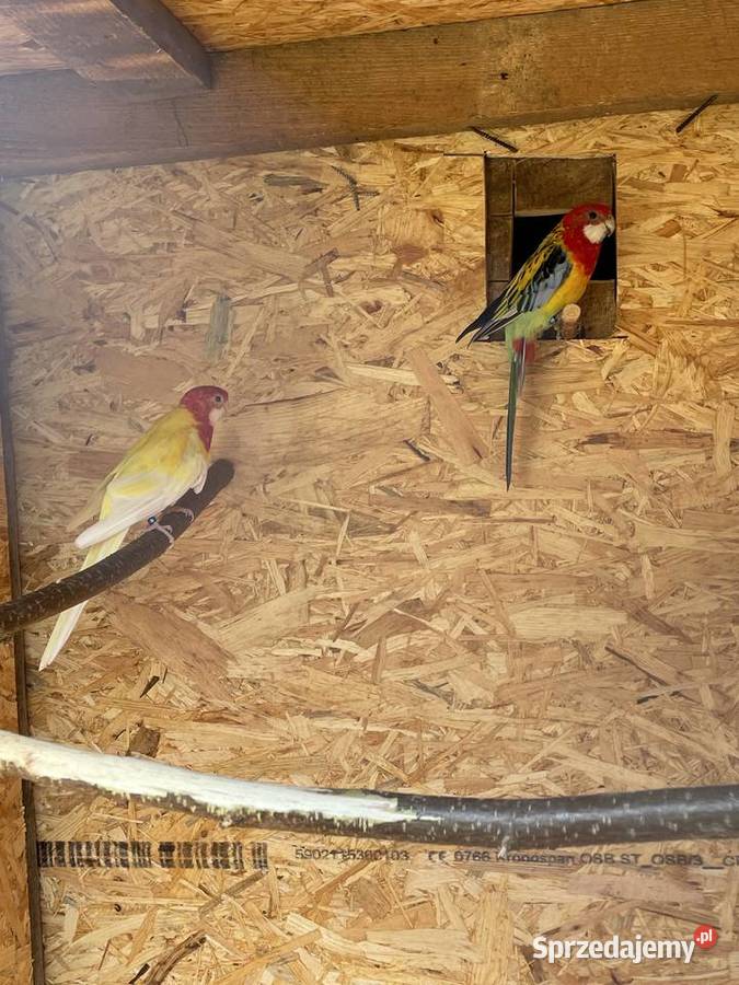 Rozelle białolice para lęgowa młody rozelle Chomentów-Puszcz