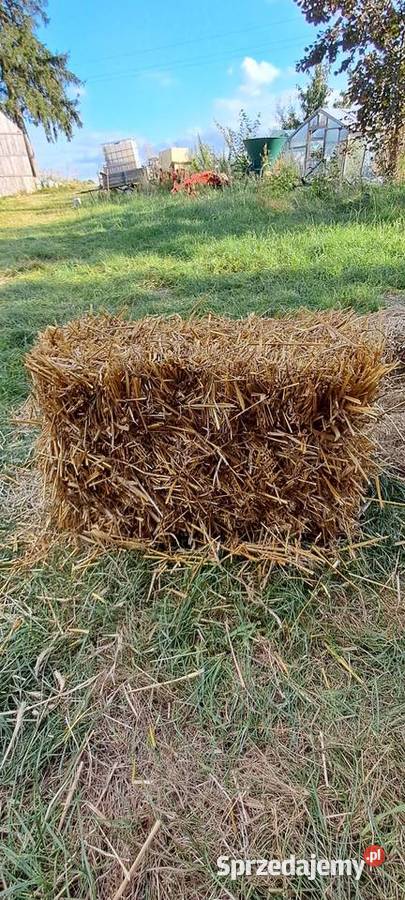 Sloma owsiana i zytnia