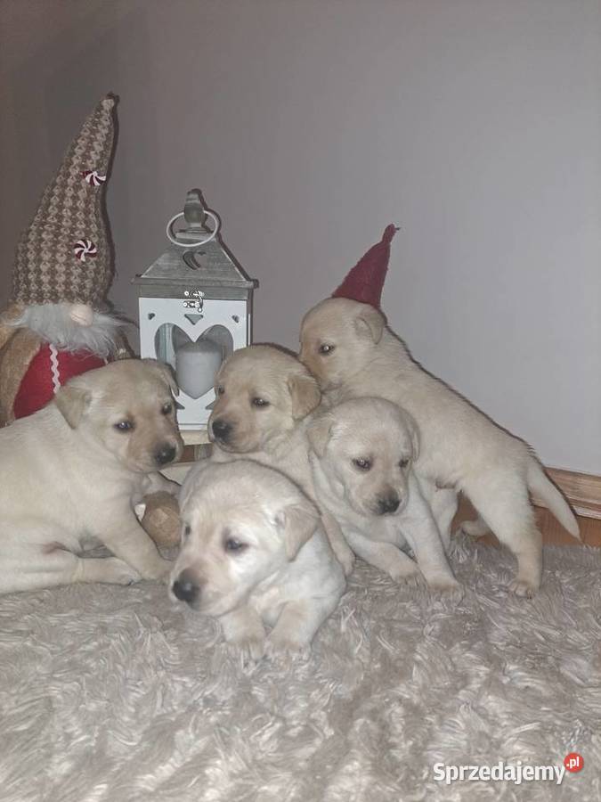 Labrador Retriever szczeniaki małopolskie Tarnów