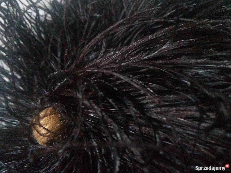 zabytkowy szal BOA ZE STRUSICH PIÓR oryginał mazowieckie Warszawa