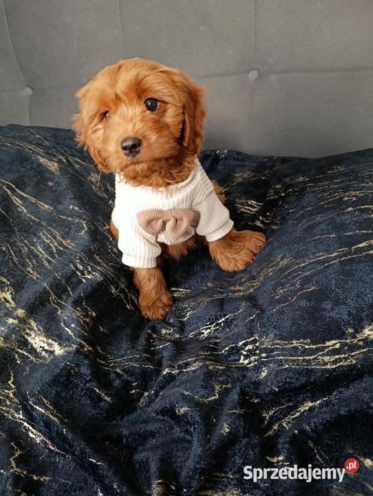 Cavapoo Suczka Szczaworyż