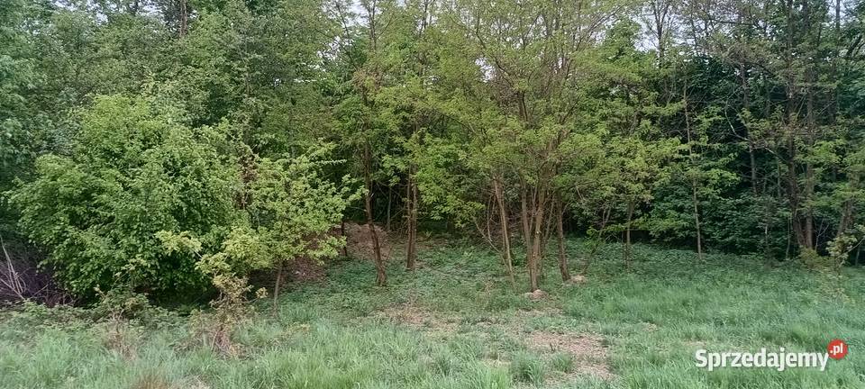 Sprzedam działkę rekreacyjną częściowo zalesioną Błażkowa sprzedam