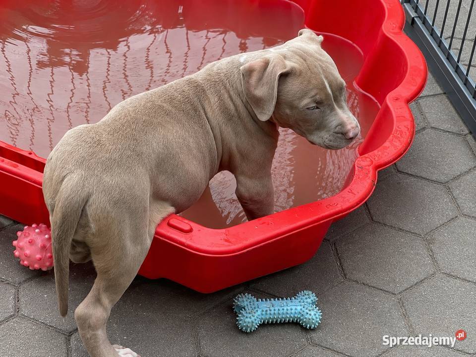 American pit bull Terrier wyjątkowa suczka I opolskie Opole