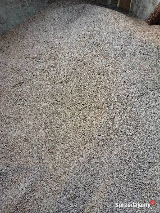 Sprzedam owies pszenżyto Kraśnik Górny