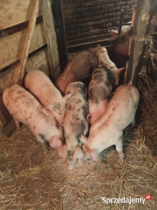 Sprzedam warchlaki Pstrągowa sprzedam