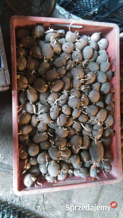 Sadzeniaki odmiana Marabel Wronów